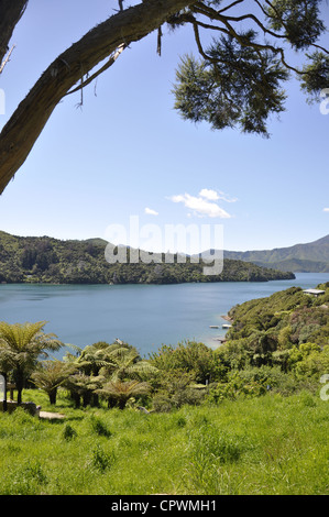 Queen Charlotte Track, Marlborough Sounds, Nuova Zelanda Foto Stock