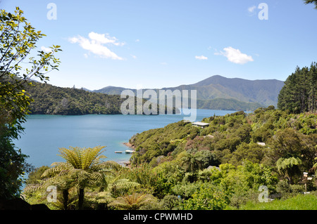 Queen Charlotte Track, Marlborough Sounds, Nuova Zelanda Foto Stock