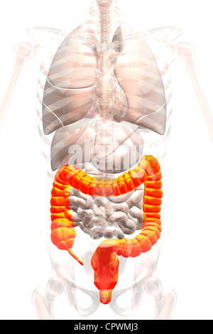 Illustrazione anatomica che mostra l'appendice, cieco e del colon Foto Stock
