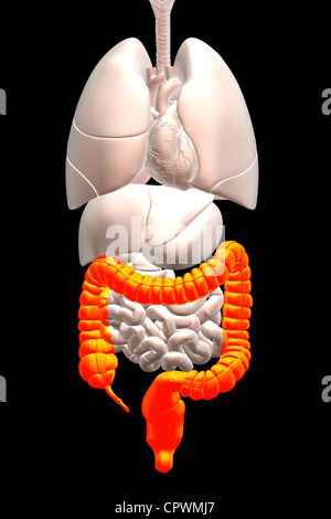 Illustrazione anatomica che mostra l'appendice, cieco e del colon Foto Stock