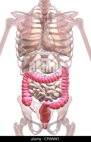 Illustrazione anatomica che mostra l'appendice, cieco e del colon Foto Stock