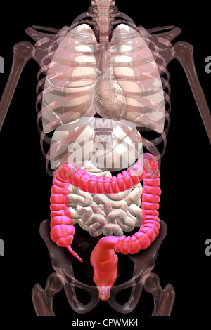 Illustrazione anatomica che mostra l'appendice, cieco e del colon Foto Stock