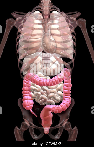 Illustrazione anatomica che mostra l'appendice, cieco e del colon Foto Stock
