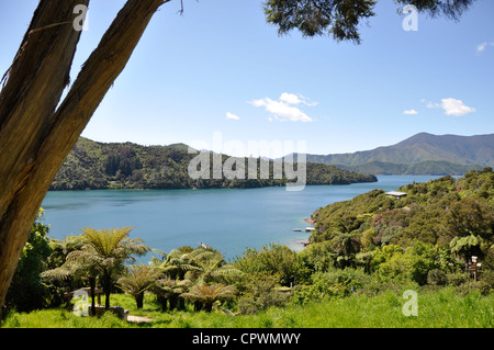Lochmara Bay, Queen Charlotte Sound, Marlborough Sounds, regione di Marlborough, Isola del Sud, Nuova Zelanda Foto Stock