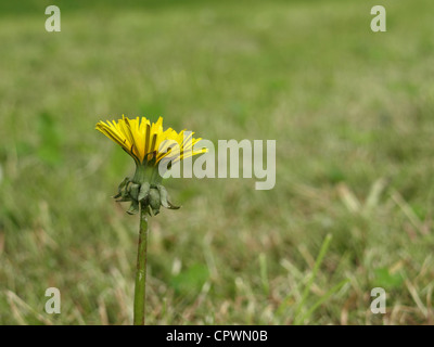 Comuni / tarassaco Taraxacum sez. Ruderalia / Gewöhnlicher Löwenzahn Foto Stock