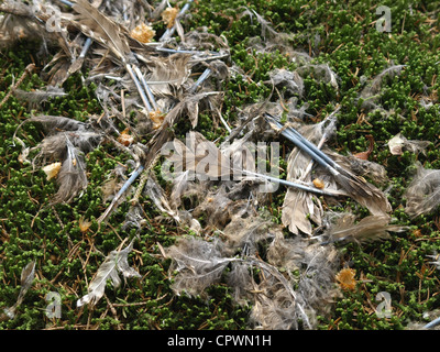 Piume da un allocco (Strix aluco) dopo tirare fuori da uno Sparviero (Accipiter nisus), Foresta Bavarese, Germania, Europa Foto Stock