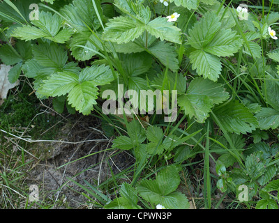 Fragole selvatiche / Fragaria vesca / Walderdbeeren Foto Stock