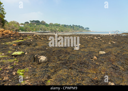 Massa di Fucus alga su Sandsfoot Castle Beach a Weymouth nel Dorset Foto Stock