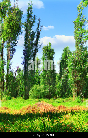 Chinampas con fitta vegetazione verde e alti alberi ahuejote in Xochimilco Riserva Ecologica, Città del Messico. Foto Stock