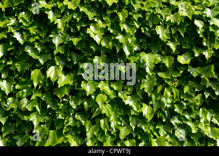 Parete di verde foglie d'edera Foto Stock
