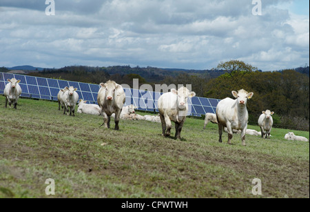 Foto solare fotovoltaica in pannelli in un campo di fattoria con mucche Teign Valley Devon England Foto Stock