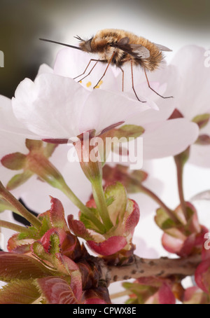 Grandi bee fly, Bombylius major, sul fiore di ciliegio Foto Stock