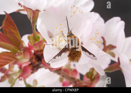 Grandi bee fly, Bombylius major, sul fiore di ciliegio Foto Stock