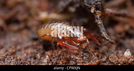 Alta vista macro di un pseudoscorpion in agguato in terra. Foto Stock