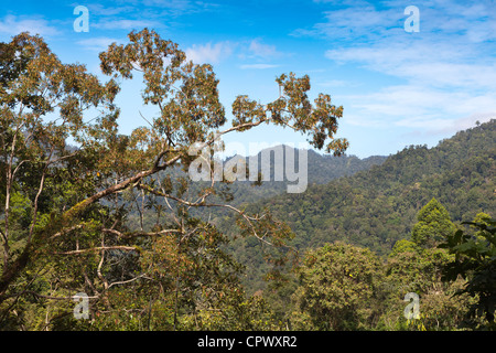 La foresta pluviale tropicale vista delle highland, Malaysia, colline boscose Foto Stock