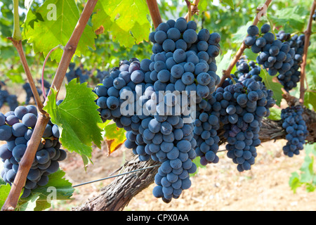 Mature uve Brunello, Sangiovese, crescente sulla vite a tenuta vitivinicola nella regione di Montalcino in Val d'Orcia, Toscana, Italia Foto Stock