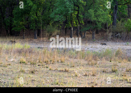 Tiger Famiglia in movimento in Bandhavgarh Riserva della Tigre Foto Stock