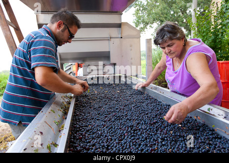 Il Brunello uve Sangiovese, essendo raccolti presso la cantina di La Fornace a Montalcino in Val d'Orcia, Toscana, Italia Foto Stock