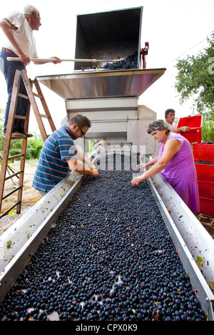 Il Brunello uve Sangiovese, essendo raccolti presso la cantina di La Fornace a Montalcino in Val d'Orcia, Toscana, Italia Foto Stock