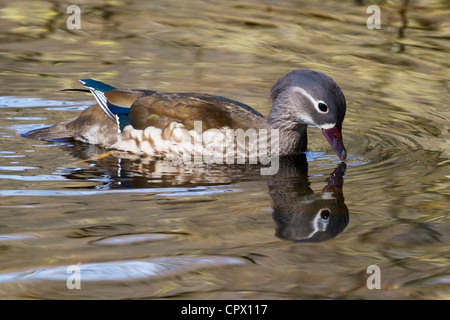 Anatra Mandarina Aix galericulata mandarino femmina anatre in Gran Bretagna sono i discendenti di allevato in cattività anatre Foto Stock