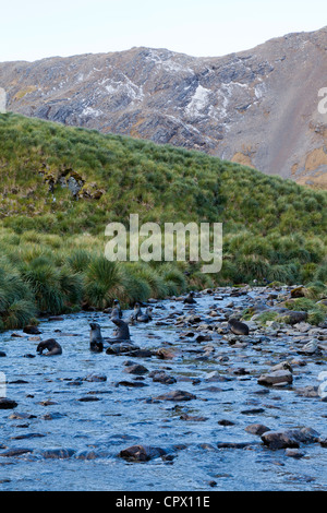 Presepio di pelliccia Antartico cuccioli di foca a Maiviken. Isola Georgia del Sud Foto Stock