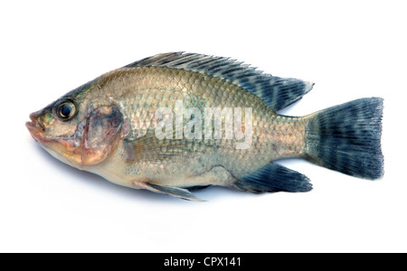 Pesce fresco isolato su sfondo bianco Foto Stock