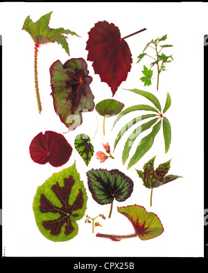 Varietà di Begonia foglie su sfondo bianco Foto Stock