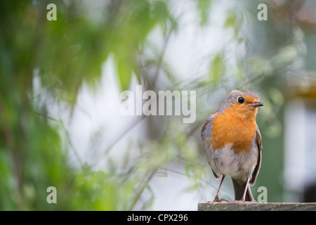 Robin arroccato su un giardino a graticcio in un giardino inglese Foto Stock