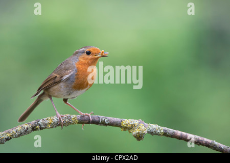 Robin appollaiato su un ramo con un mealworm nel suo becco Foto Stock