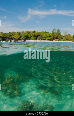 Al di sopra e al di sotto dell'acqua, Lankayan Island, Sabah, Malaysia Foto Stock