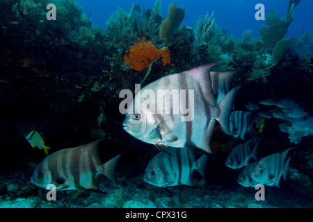 Spadefish atlantico sulla barriera corallina Foto Stock