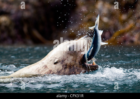 Sea Lion cattura i pesci Foto Stock