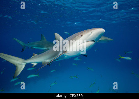 Gli squali a metà -acqua Foto Stock