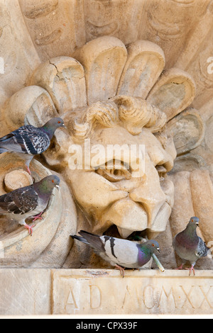 Piccioni bere acqua dalla fontana di Piazza Francesco Ferrucci a Radda in Chianti, Toscana, Italia Foto Stock