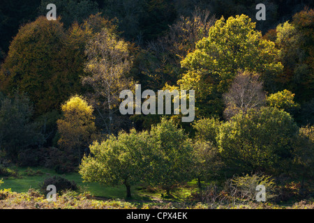 I colori autunnali, Dartmeet, Dartmoor Devon, Inghilterra, Regno Unito Foto Stock