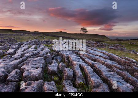 Una pavimentazione di pietra calcarea su Malham Moor all'alba, Yorkshire Dales, England, Regno Unito Foto Stock