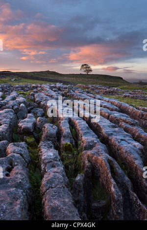 Una pavimentazione di pietra calcarea su Malham Moor all'alba, Yorkshire Dales, England, Regno Unito Foto Stock