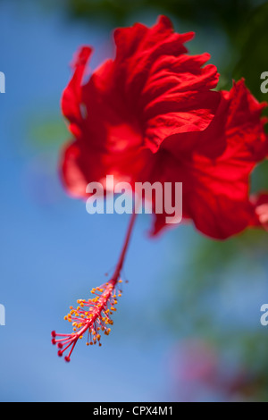 Hibiscus, Siquijor, Visayas, Filippine Foto Stock