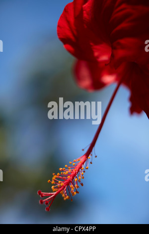 Hibiscus, Siquijor, Visayas, Filippine Foto Stock
