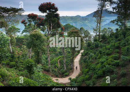 Una piantagione di tè vicino a Hatton, Highlands Centrali, Sri Lanka Foto Stock