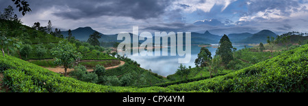 Sri Pada (Adam's Peak) da una piantagione di tè sul Lago Maskeliya, Highlands Centrali, Sri Lanka Foto Stock