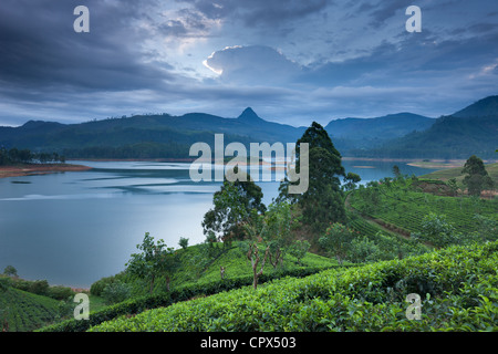 Sri Pada (Adam's Peak) da una piantagione di tè sul Lago Maskeliya, Highlands Centrali, Sri Lanka Foto Stock