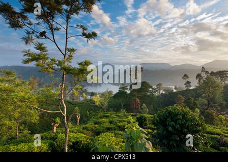 Una piantagione di tè vicino a Hatton, Highlands Centrali, Sri Lanka Foto Stock