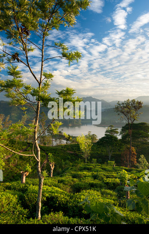 Una piantagione di tè vicino a Hatton, Highlands Centrali, Sri Lanka Foto Stock