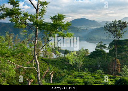 Una piantagione di tè vicino a Hatton, Highlands Centrali, Sri Lanka Foto Stock