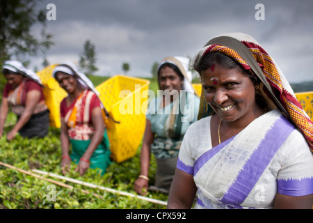 Il tè pluckers sul Pedro station wagon, Nuwara Eliya, Southern Highlands, Sri Lanka Foto Stock