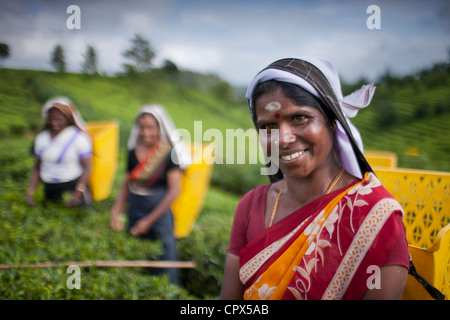 Il tè pluckers sul Pedro station wagon, Nuwara Eliya, Southern Highlands, Sri Lanka Foto Stock