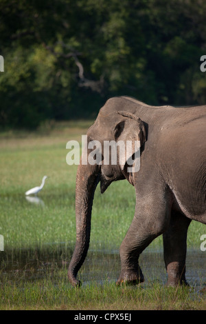 Grande airone bianco e elefante in Wilpattu National Park, Sri Lanka Foto Stock