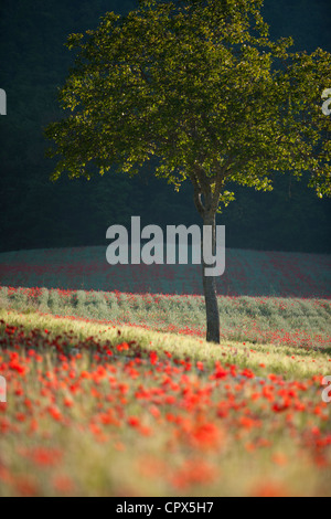 Poppies in un campo, nr Norcia in Umbria, Italia Foto Stock