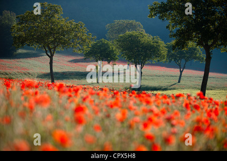 Poppies in un campo, nr Norcia in Umbria, Italia Foto Stock